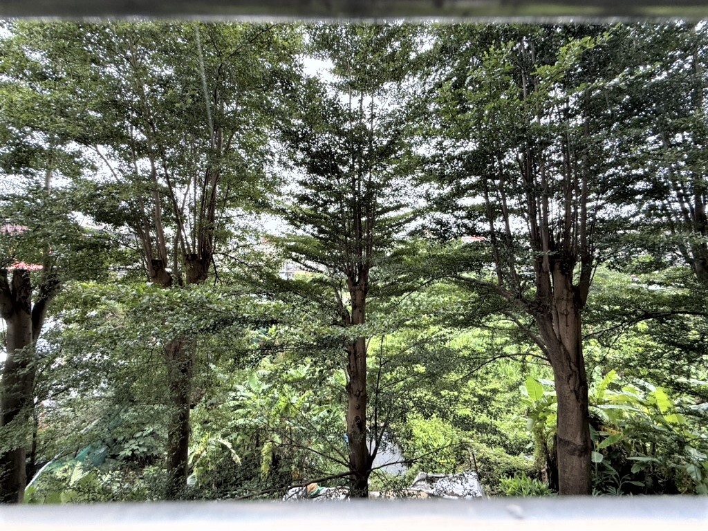 心中市露台樹海大三房